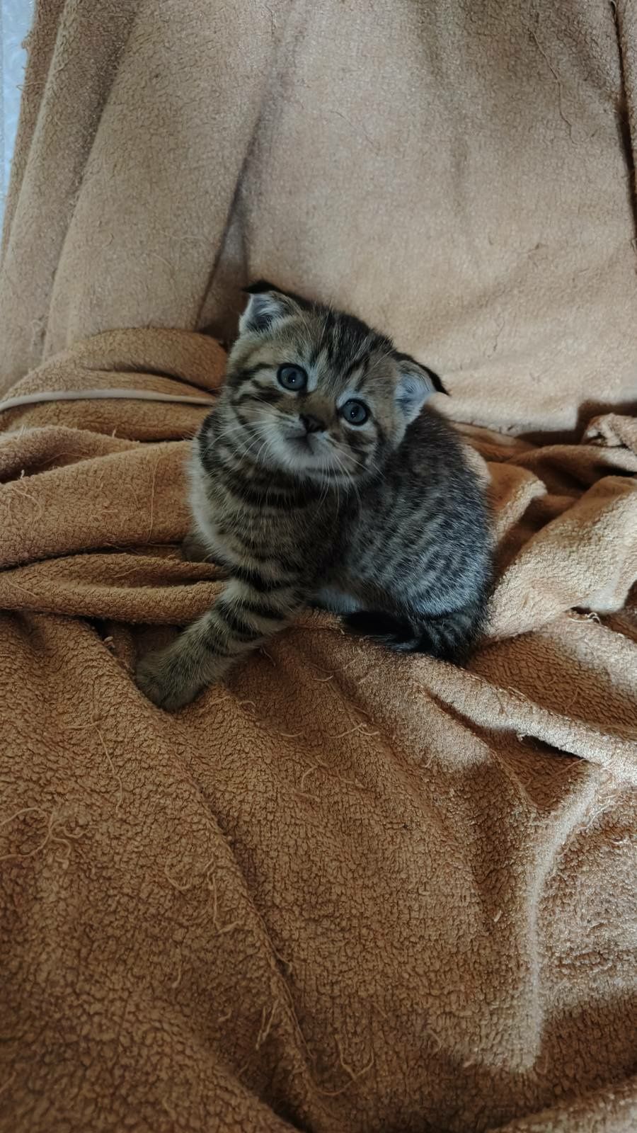 Шотландське висловухе кошеня