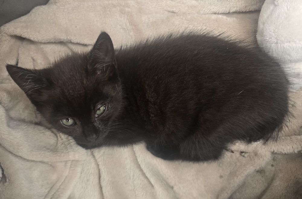 Dwa  kotki na wydanie