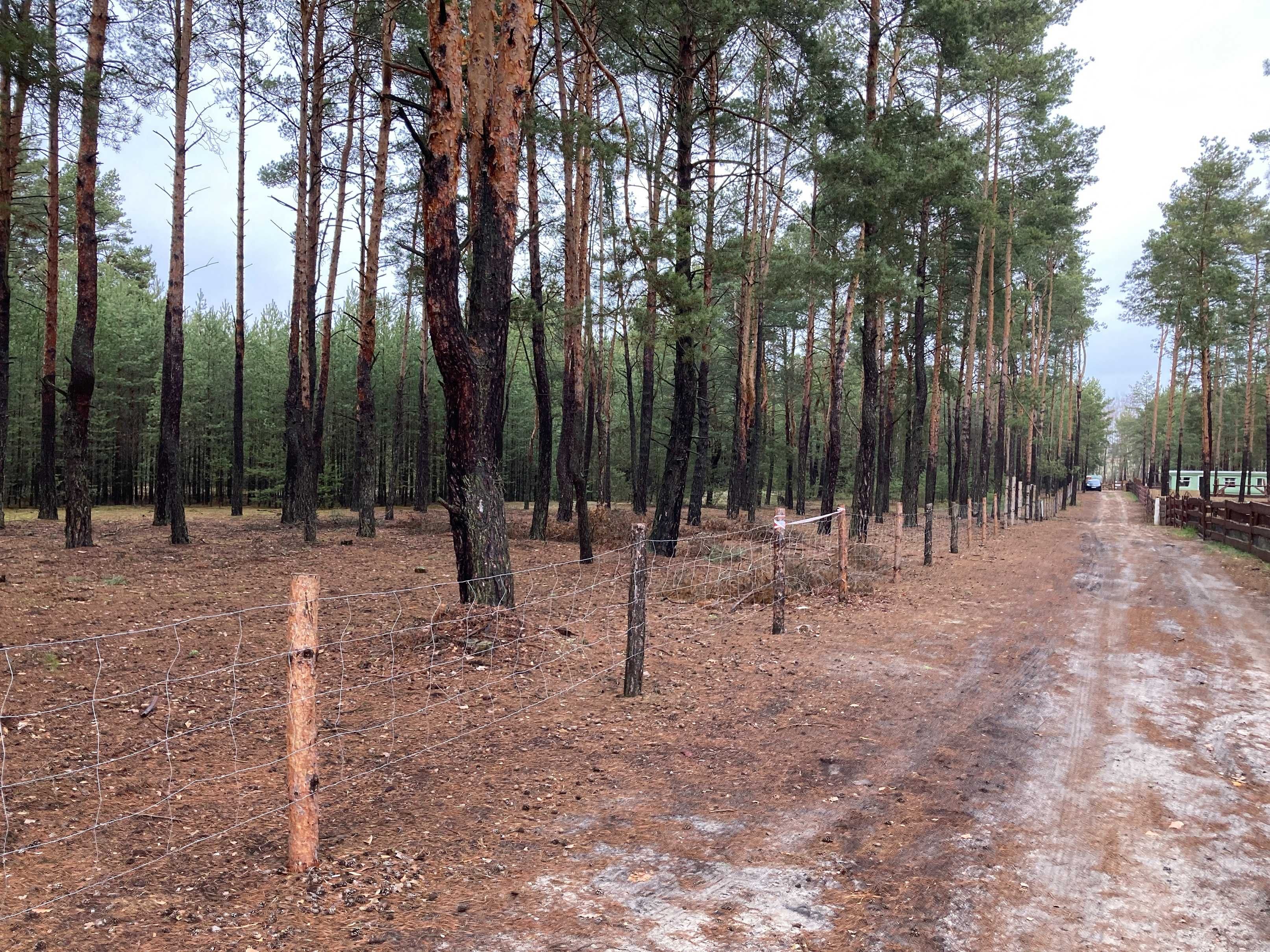 Działka leśna, Karolinów, Zalew Sulejowski