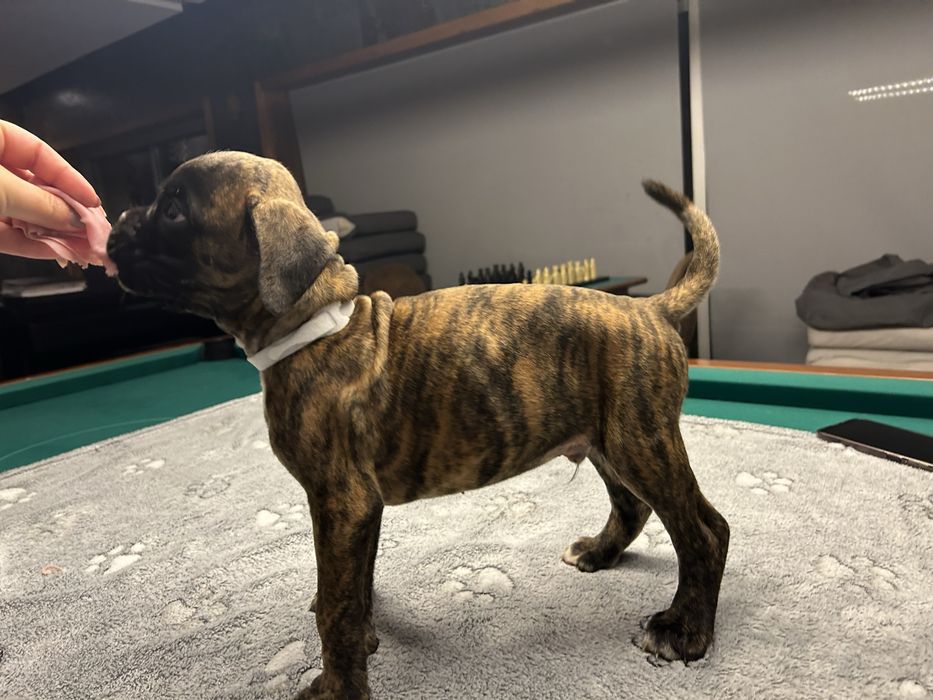 Cachorro Boxer excelente linhagem