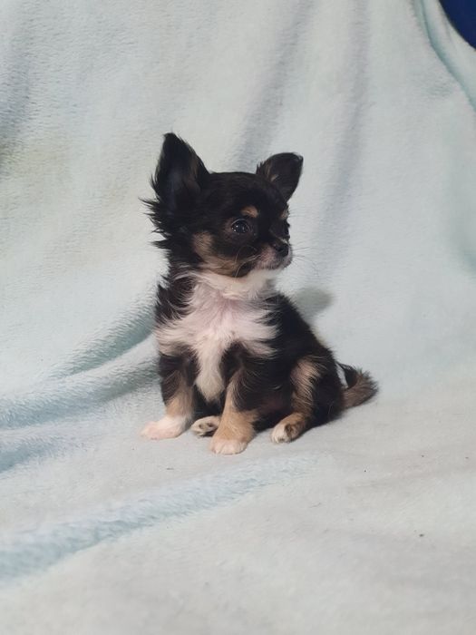 Девочка чихуахуа чёрная с подпалом триколор