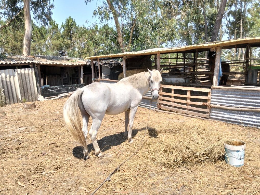 Vendo cavalo lindo