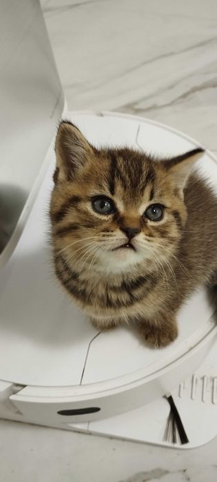 Продам чистокровних кошенят.