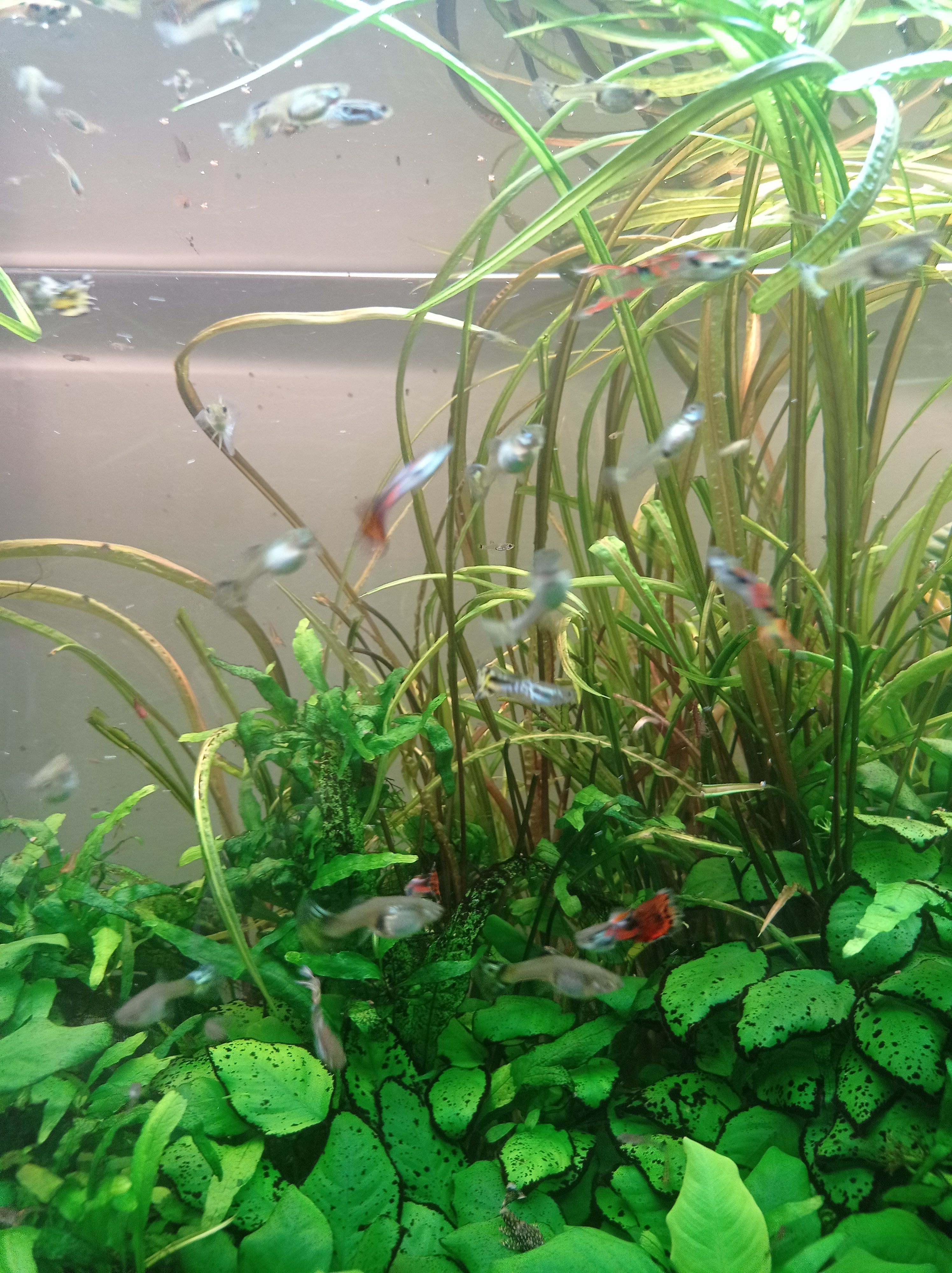Vendo guppies macho adultos