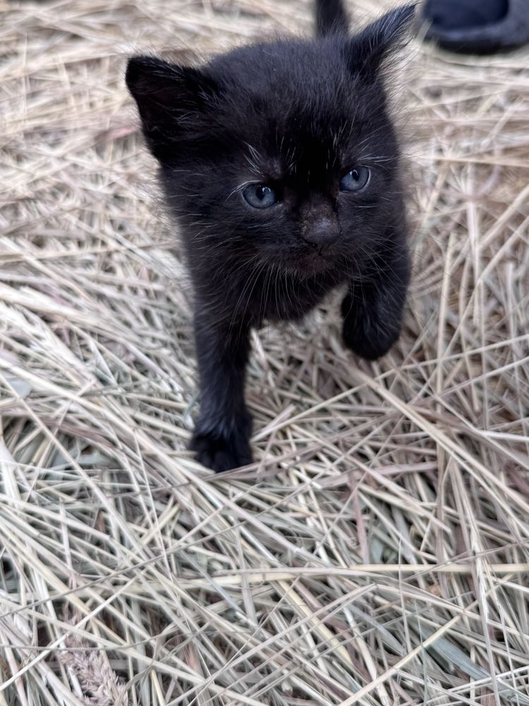 Котенок мальчик  бесплатно . Черные с голубыми глазами