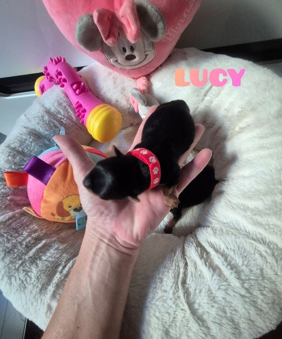 Suczka mini klasyczna Lucy