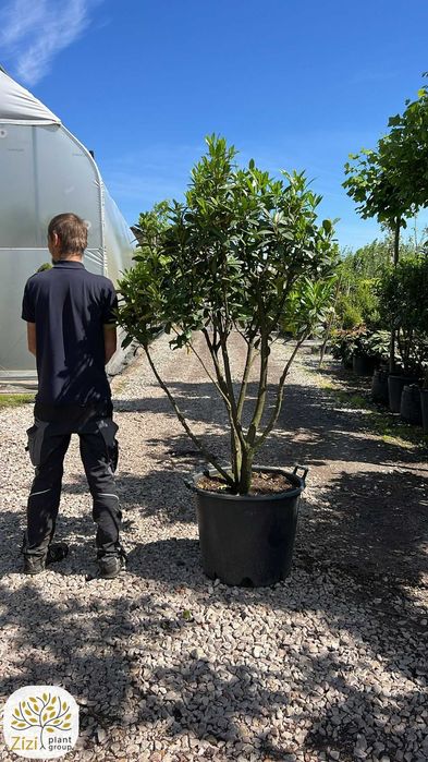 Prunus laurocerasus Green Torch, Laurowiśnia, wielopniowa, 140-160cm