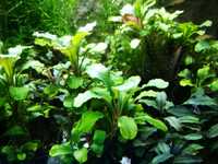 Bucephalandra Wavy Green