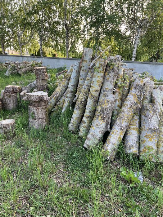 Drewno opałowe topola.