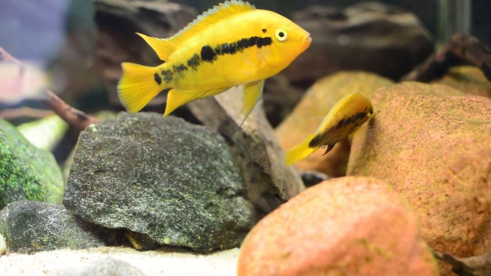 Pielegnica miodowa