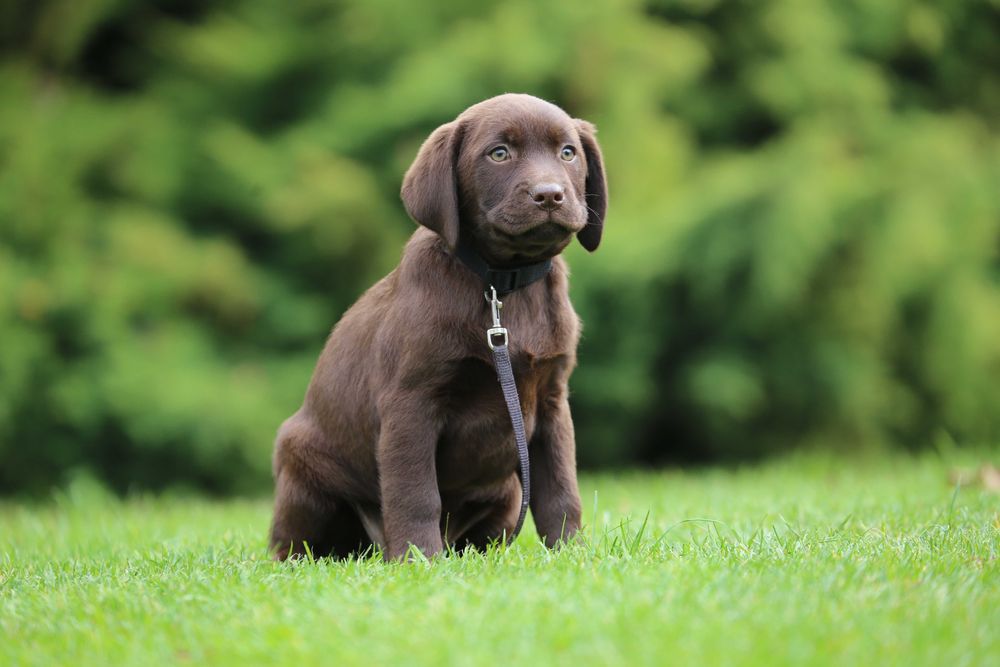 Szczeniak Labrador czekoladowy