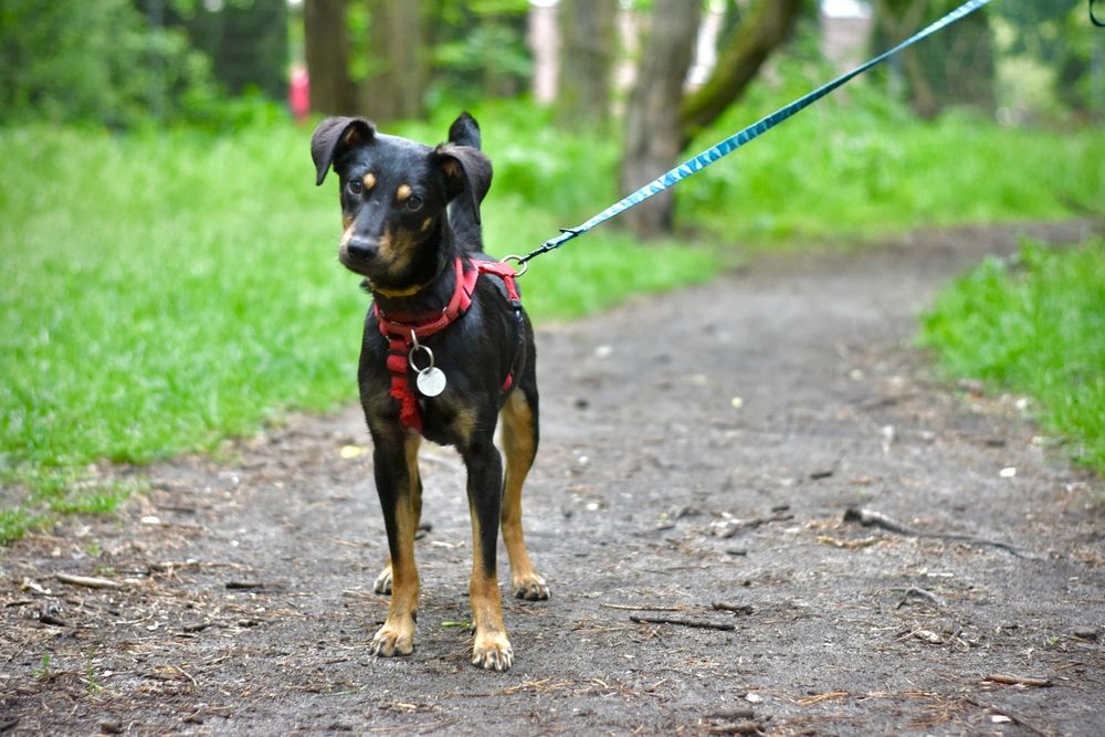 Młoda nieduża Suri do adopcji