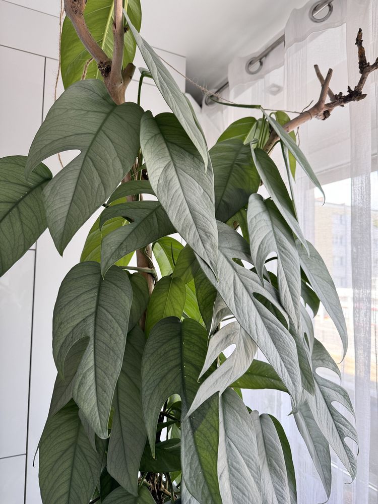 Epipremnum cebu blue szczyt
