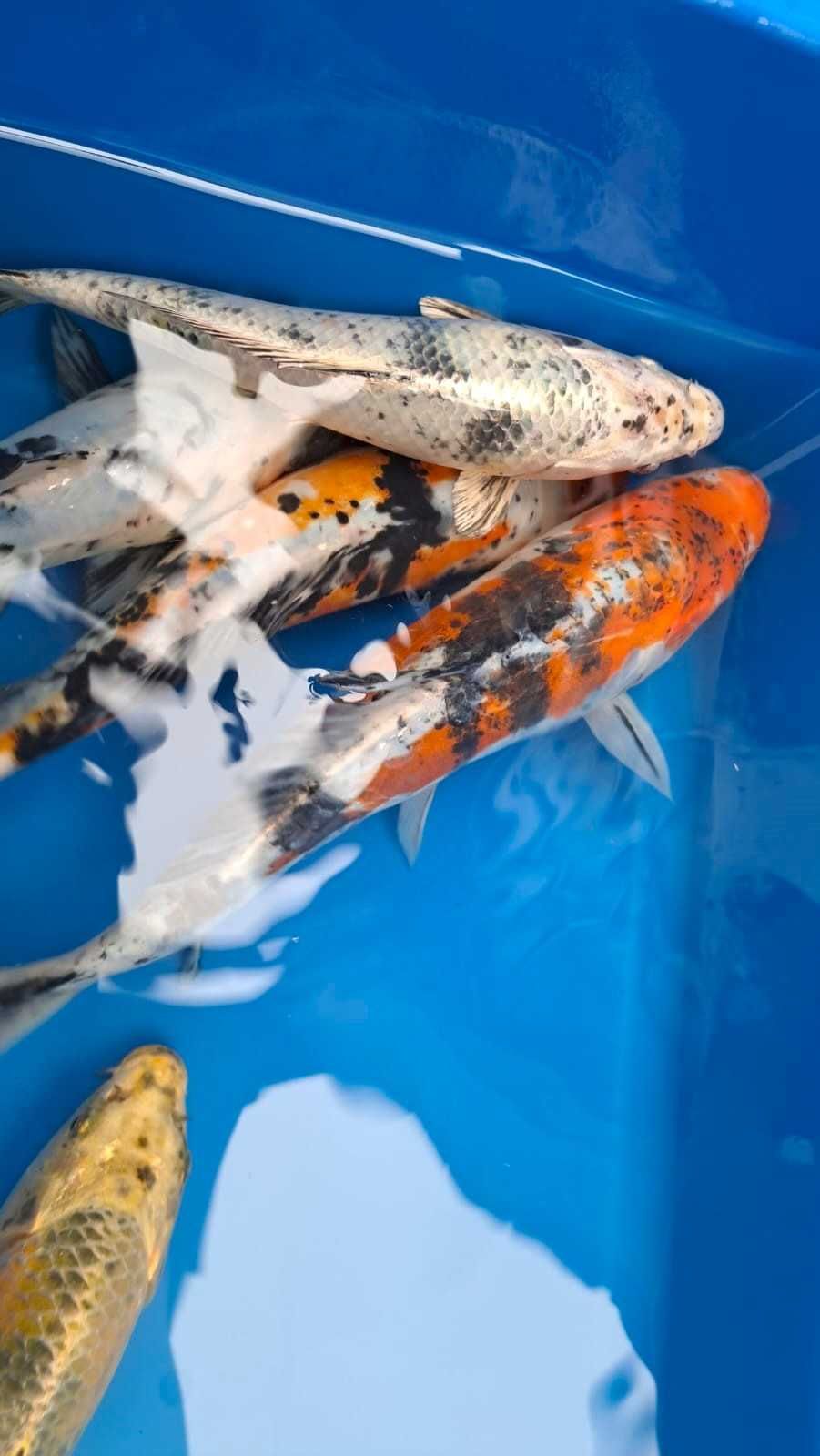 karp koi, 25-30 cm, ryby do oczka wodnego, stawu,