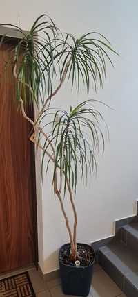 Palma ozdobna roslina doniczka