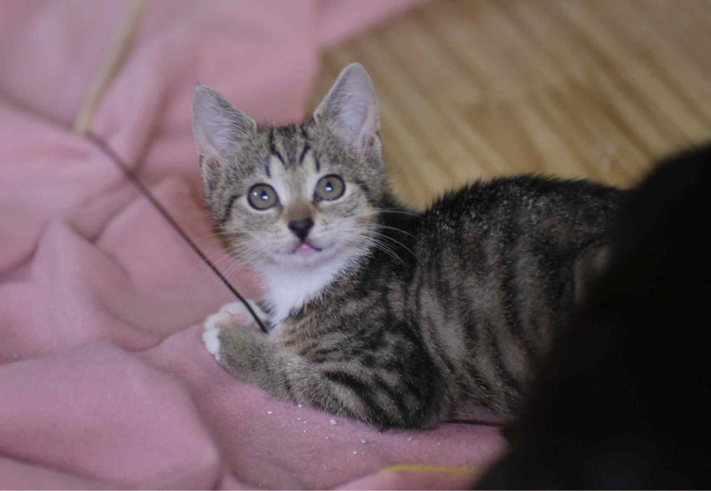 Maleństwo do adopcji!