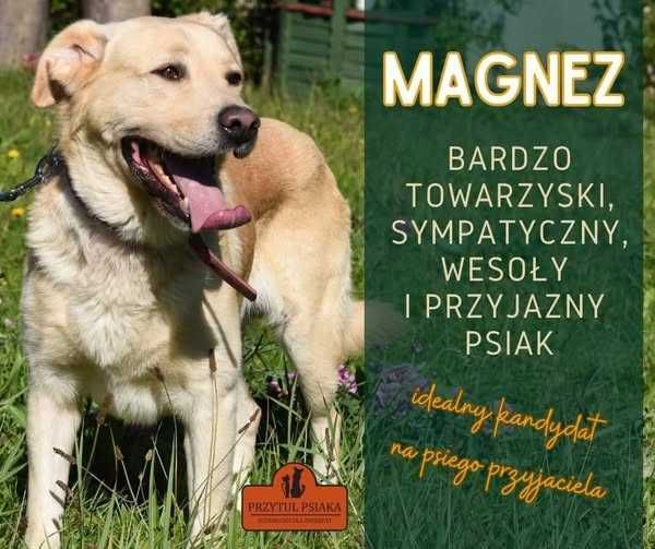 Magnez - duży pies do adopcji