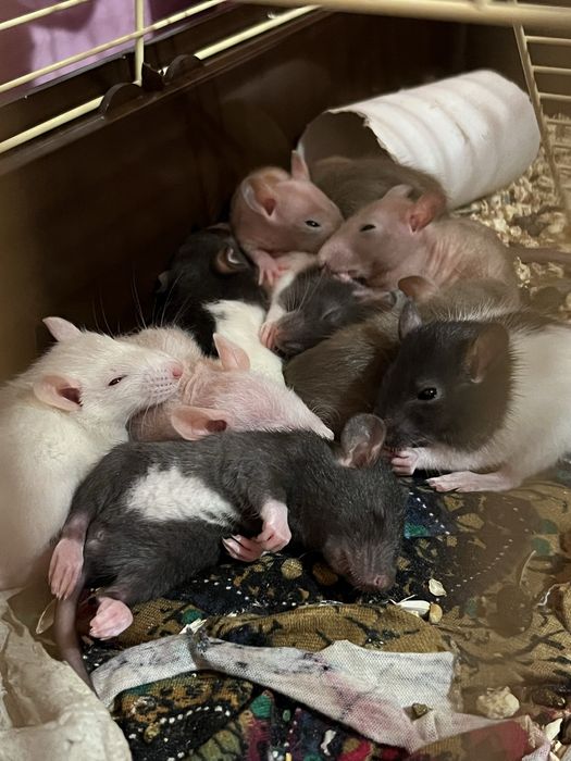 Щурики, є дві дівчинки, одна з чорною полосочкою і друга сфінкс