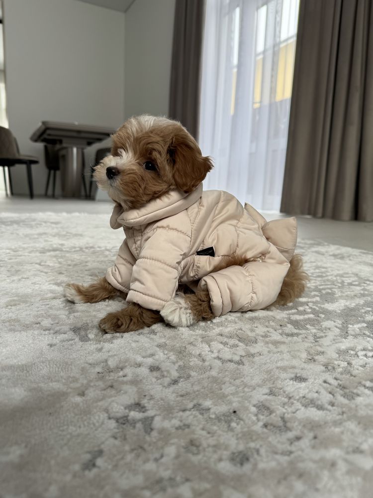 Комбінезон куртка одяг для собак