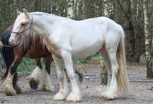 Gypsy/Irish Cob silver palomino ogier