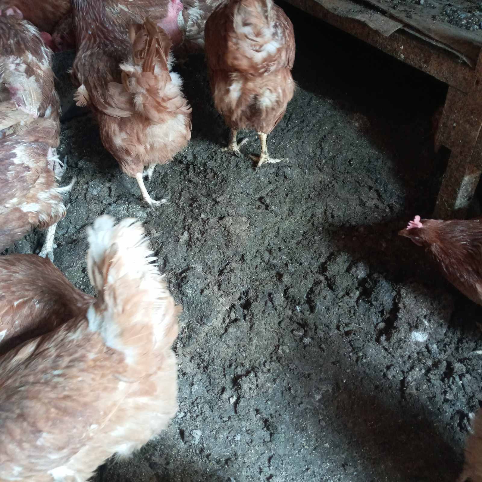 Продам помет куриный
