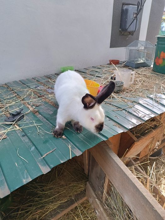 Калифорния самец