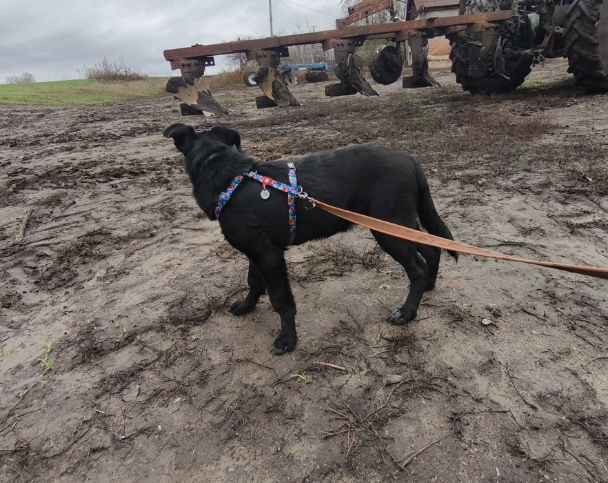 Отдам щенка(мальчик) в добрые руки!!!