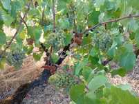 Uvas  tintas e brancas