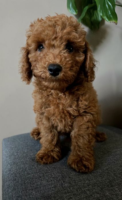 Pudel toy  piękny chłopiec red gotowy na zmianę domu