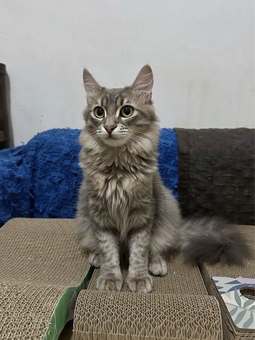 Кошеня Скай шукає новий дім