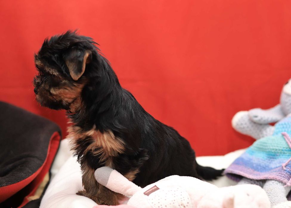 Sprzedam szczeniaczka -sunię Yorka -Alutkę