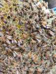 Matki pszczele Unasiennione Naturalnie buckfast Meda Sahariensis elgon