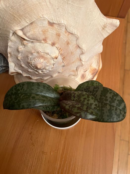 Орхідея, фаленопсис, катлея