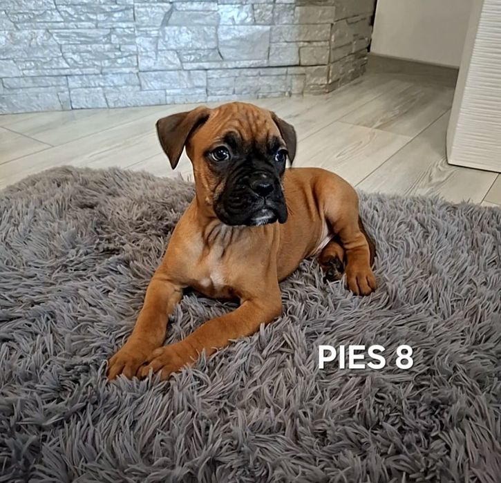 Szczeniak Bokser- Pies