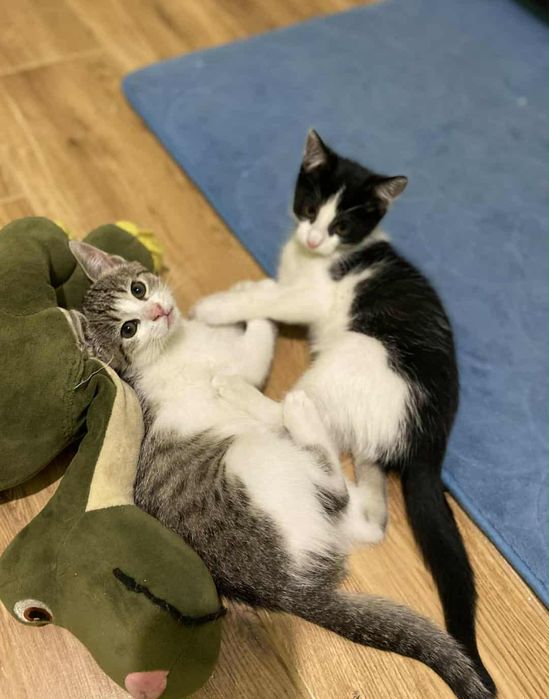 Kotki rodzeństwo szuka domu