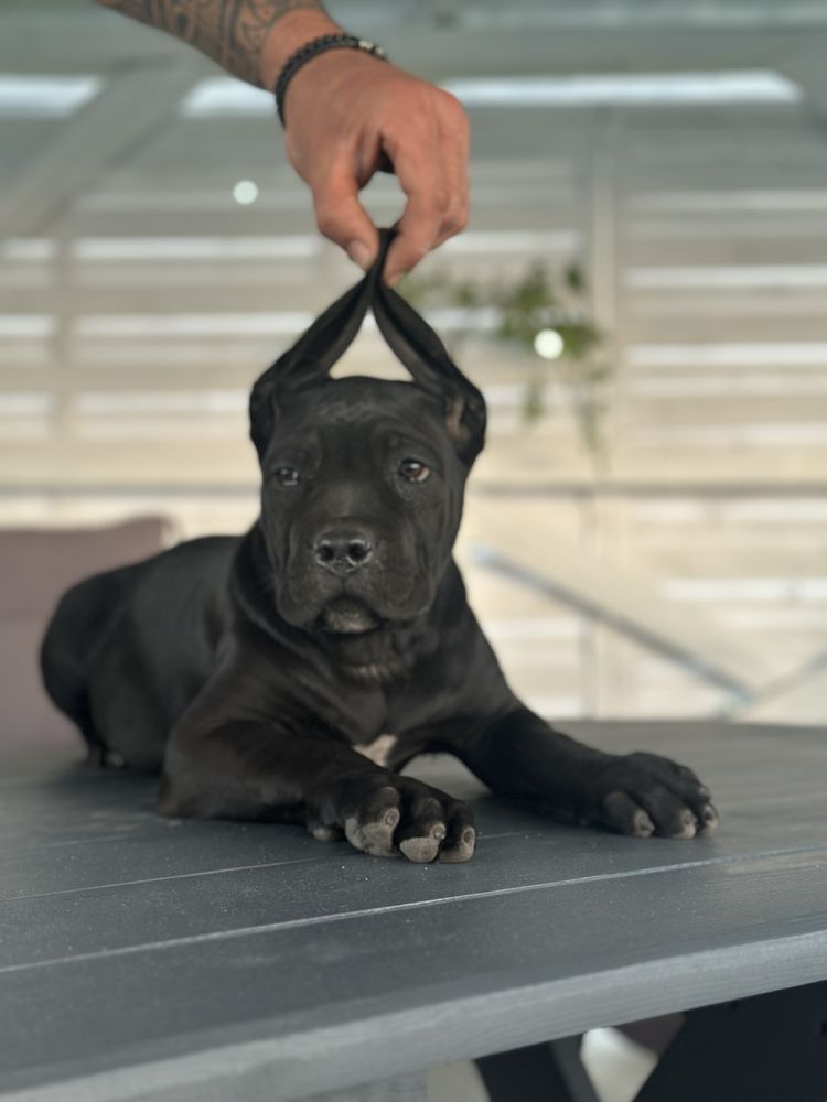 Szczeniaki Cane Corso Italiano FCI