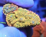Rhodactis Neon Fluo Green Duży Grzybek  FLUOLAMPS.PL WYSYŁKI