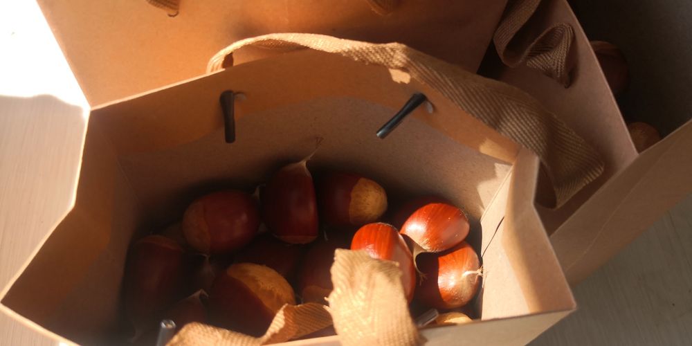 Castanhas produção 2025