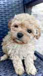 Suczka Bichpoo hybryda jak maltipoo pudel toy x bichon frise