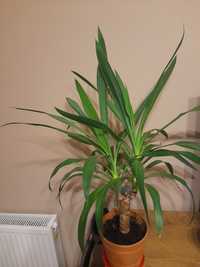 Duża Juka dracena