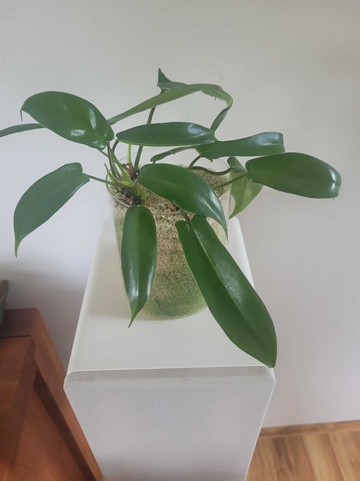 sadzonki filodendron pedatum, ukorzenione w perlicie