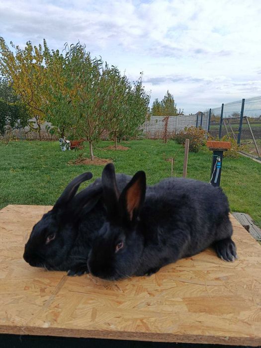 Продам кролів Самки Полтавське срібло