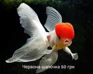 Червона шапочка, мирні рибки і цихліди