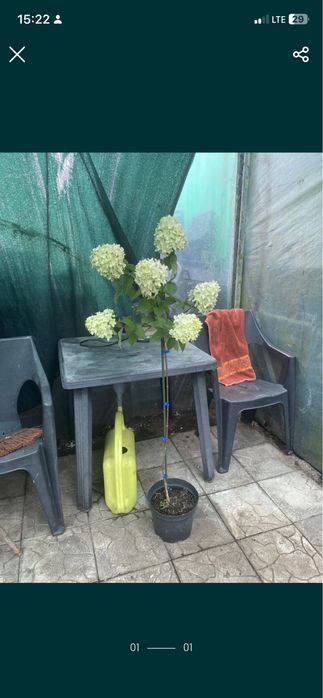 Гортензія метельчаста на штамбі в контейнері , 7 сортів в наявності