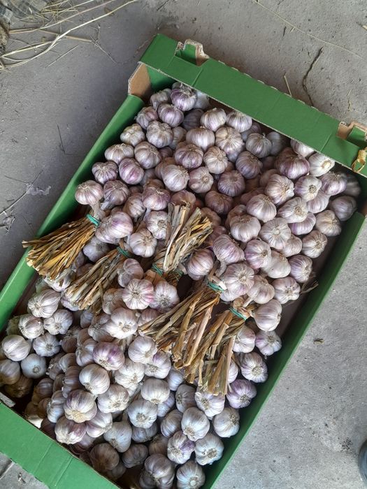 Wianek, warkocz, 3x20