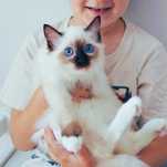 Kotka Seal Mitted Kot Ragdoll Fife/Fpl