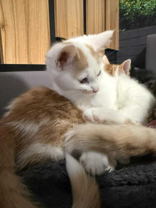 Ptyś biało rudy kocurek do adopcji