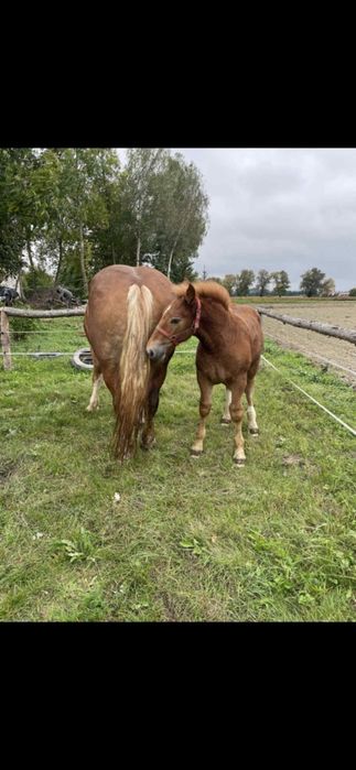 Klacz sokolska ze źrebakiem/ klacz sokolska zrebna