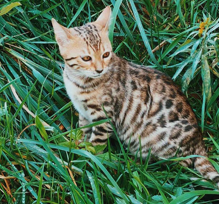 Obniżka ceny! Super kotka bengalska do dalszej hodowli