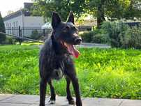 Pies do adopcji, duży terrier Forst szuka domu, 2,5roku, JAGDTERIER